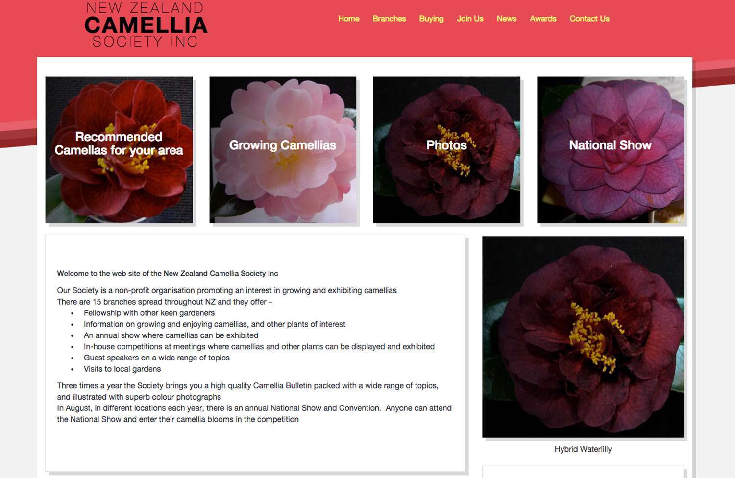New NZ Camellia Society Inc Launched image